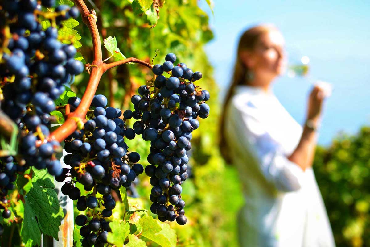 Ancient Corinth & Wine Tasting in Nemea