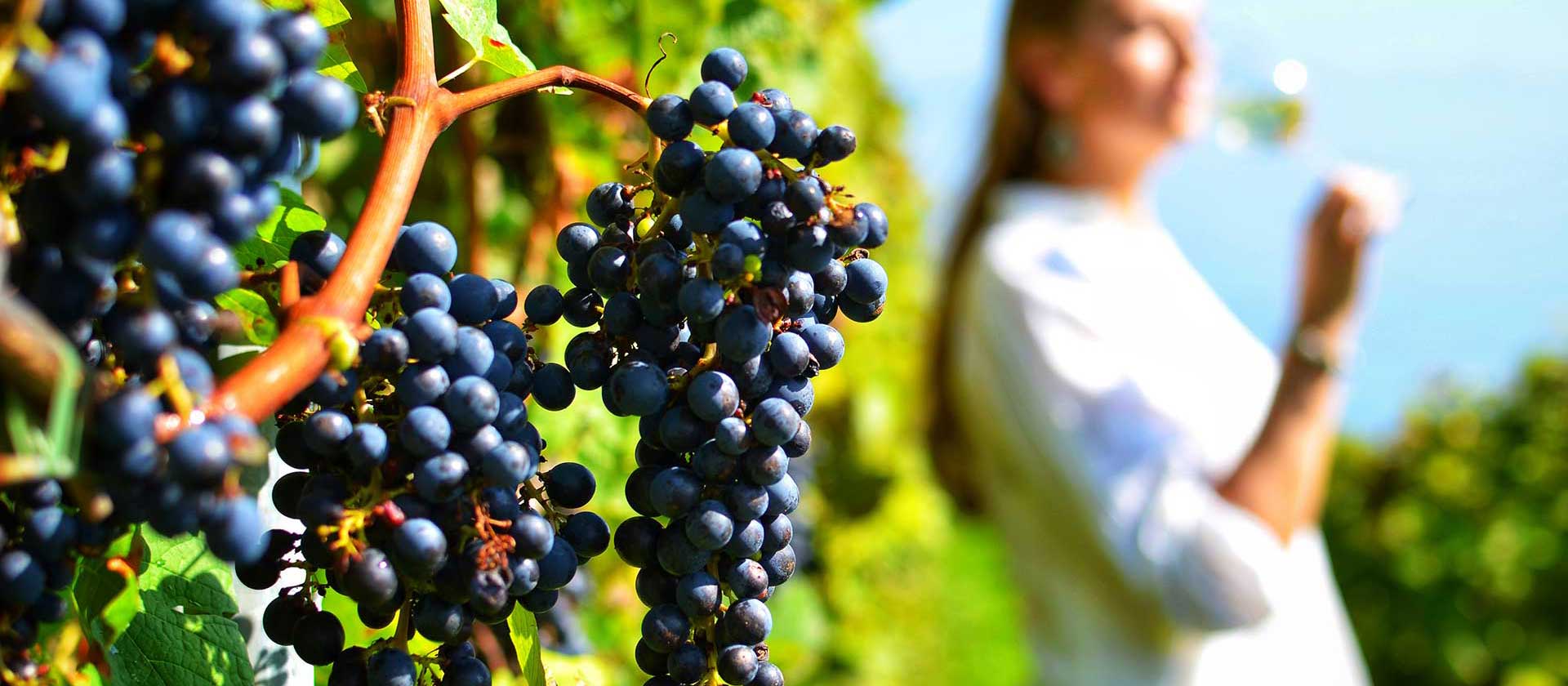 ancient corinth wine tasting nemea tour