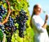 ancient corinth wine tasting nemea tour