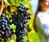 ancient corinth wine tasting nemea tour